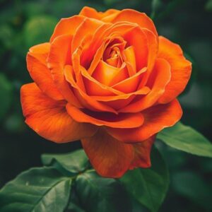 "Pruning Roses" Video Course