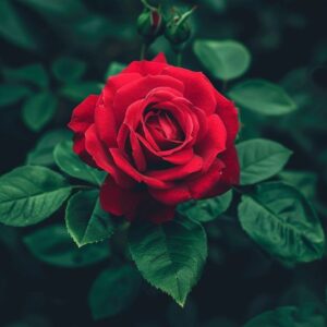 "Rose Care Guide" eBook