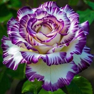 Rose Garden Creation Masterclass